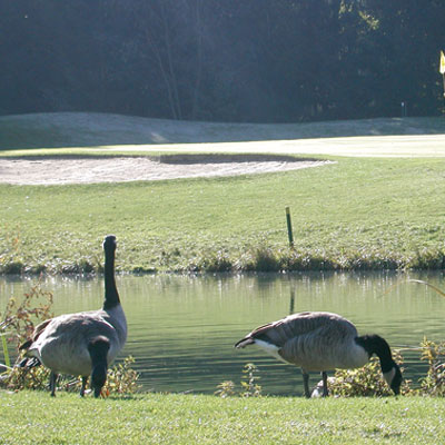Golfen und Genießen Angebot inklusive 5 Greenfee