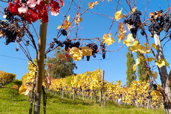 Weinberge
